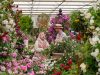 What to look out for at the RHS Chelsea Flower Show