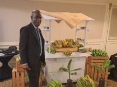 Ministry of Agriculture, BAHA and partners ramp up efforts to safeguard Belize’s $90 million banana industry from devastating disease