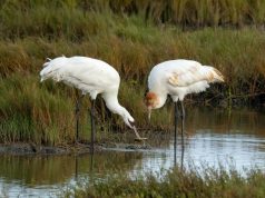 ‘We are as much the healing species as the murdering one’