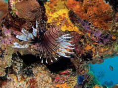 Pretty, Deadly, Delicious: The Lionfish Invasion and How You Can Help