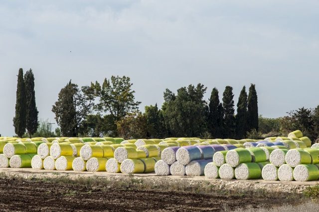 Australia’s cotton export value slips but volume rises in 2025