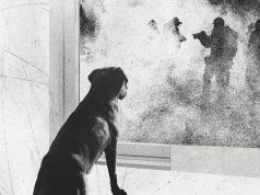 Rescuers scramble to aid pets abandoned after ICE raids