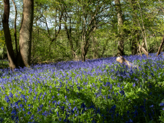 Pretty bluebell walks to get in the mood for spring
