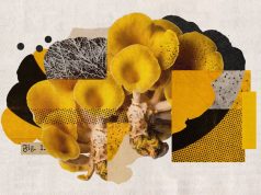 The golden oyster mushroom is spreading through North American forests