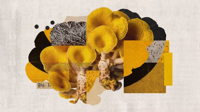 The golden oyster mushroom is spreading through North American forests