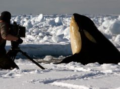 The 8 best space and nature documentaries of all time