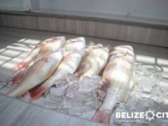 Growing Belize: Yabra gets new fish market with low monthly rent of $1 per day, thanks to the Belize City Council
