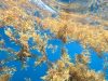 The Caribbean’s Sargassum Problem Just Became a Billion-Dollar Gold Mine