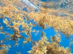 The Caribbean’s Sargassum Problem Just Became a Billion-Dollar Gold Mine