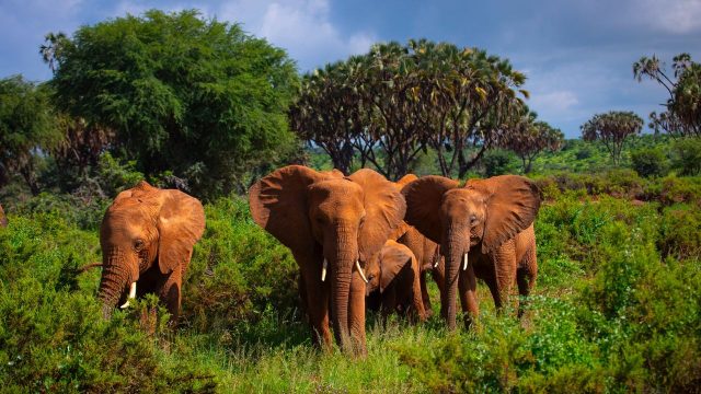 5 impressive ways to get up close and personal with elephants