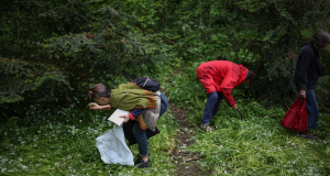 A spring guide to foraging in the UK