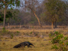 Budget safari holidays that won’t break the bank