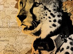 India’s controversial bid to reintroduce cheetahs