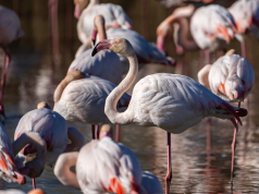 The best places for a birdwatching trip in Europe