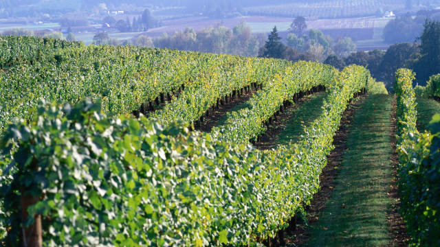 The quiet rise of Oregon wine