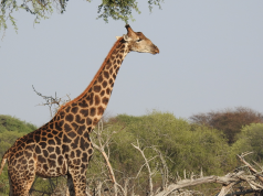 Roaming river and savannah in Botswana