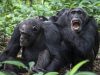 Chimpanzee ‘civil war’ in Uganda baffles scientists