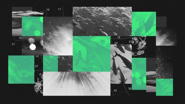 How darkening oceans could impact the entire marine food chain