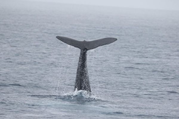 17 Whale and Dolphin Species Recorded in the Windward Dutch Caribbean