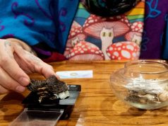 ‘The energy behind these drugs has moved from the beatniks to biohackers’