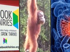 Orangutan uses a human-made bridge: The Week’s Good News