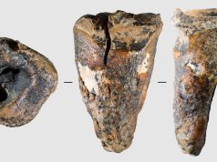 Neanderthal tooth suggests dentistry much older than thought