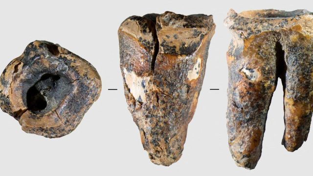 Neanderthal tooth suggests dentistry much older than thought
