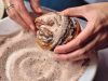 Amlou cinnamon knots recipe
