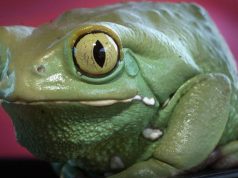 Kambo: the dangerous frog poison detox