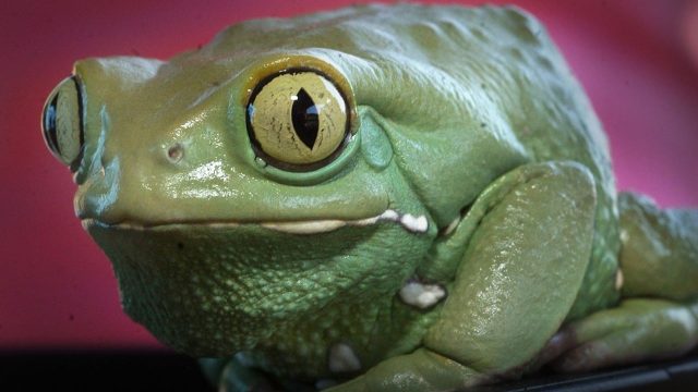 Kambo: the dangerous frog poison detox