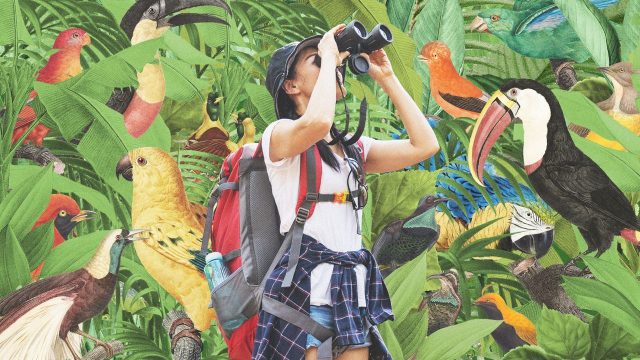 Colombia: the world capital for birdwatching