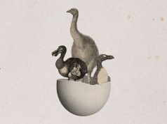 Chickens hatched from artificial eggs for the first time