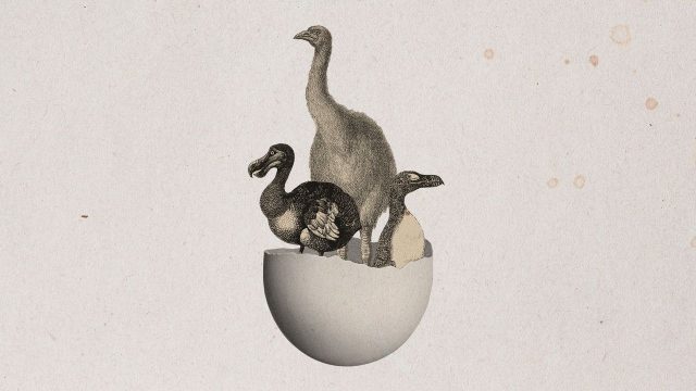 Chickens hatched from artificial eggs for the first time
