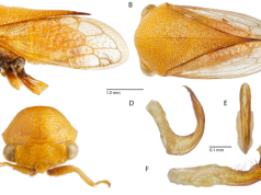 New Treehoppers Discovered in the Dutch Caribbean