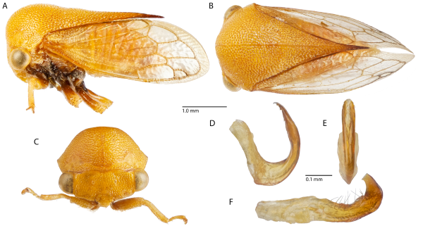 New Treehoppers Discovered in the Dutch Caribbean