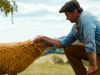 The Sheep Detectives: ‘ludicrous’ cosy crime caper