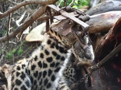 The NPA’s war on leopards and the wildlife laws