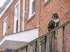 ‘These cats pose a conundrum’