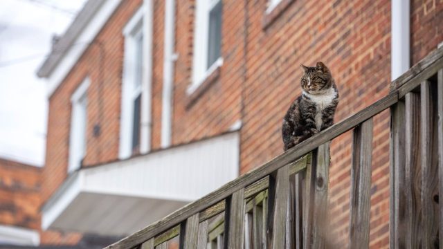 ‘These cats pose a conundrum’