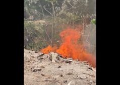 Three (3) dogs killed by africanized bees in Santa Elena; agriculture personnel responds and eradicates multiple swarms of aggressive bees in the ‘barranco’ area near the river