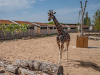 Spending the night in a safari-style lodge at Chester Zoo
