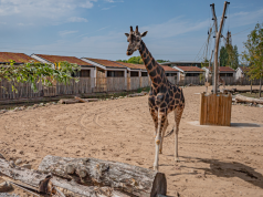 Spending the night in a safari-style lodge at Chester Zoo