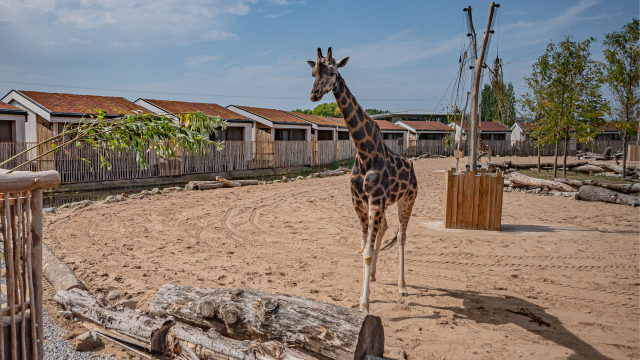 Spending the night in a safari-style lodge at Chester Zoo