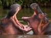 A passage to India for Colombia’s ‘cocaine hippos’?