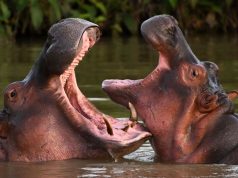 A passage to India for Colombia’s ‘cocaine hippos’?