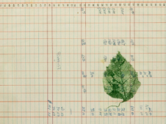CfP— “Botanical Islands: Ecologies of Resistance in the Caribbean”
