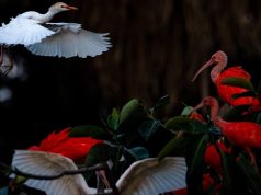 8 of the best places in the world for bird-watching