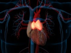 This small, long-ignored organ plays a big role in health outcomes