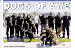 5/23/2026: News: DOGS OF AWE