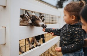 Best city farms in the UK
